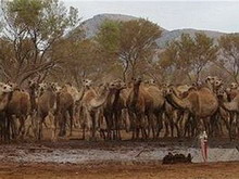 из-за жары в австралии оккупировали город верблюды
