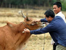 священные коровы предсказали засуху и неурожай в камбодже