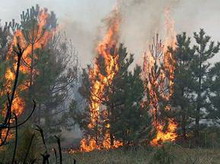 в австралии через засуху начались ежегодные лесные пожары