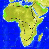 древняя засуха в африке подтолкнула эволюцию